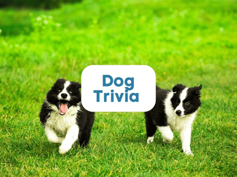 125 dog trivia questions and answers