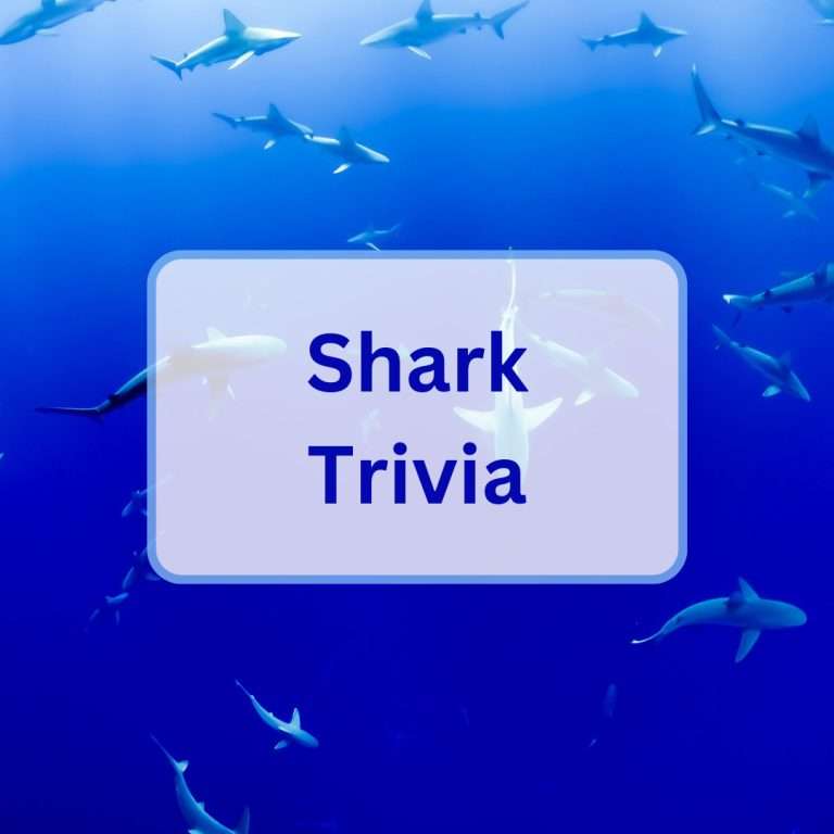 80 shark trivia questions and answers